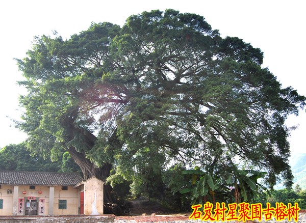石岌古榕树.png